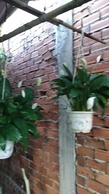combo 6 chậu.. Mua bán Cây cảnh, đồ trang trí tại Quận 12 Tp Hồ Chí Minh được đăng bởi ĐẠT hình 1