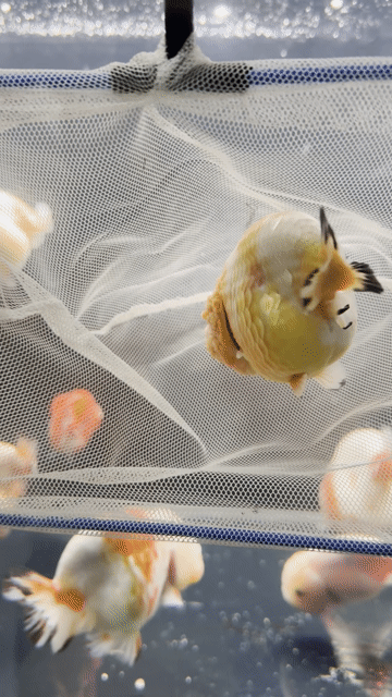 Cá Ranchu Vàng pha trắng size 3 ngón hơn. Mua bán Thú cưng khác tại Quận Gò Vấp Tp Hồ Chí Minh được đăng bởi Ranchu nhà Chou  hình 1
