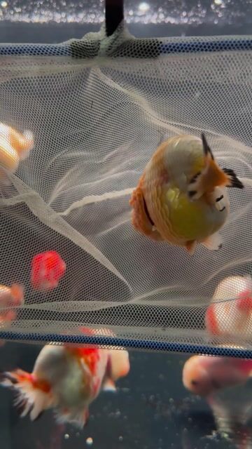 Cá Ranchu Vàng pha trắng size 3 ngón hơn. Mua bán Thú cưng khác tại Quận Gò Vấp Tp Hồ Chí Minh được đăng bởi Ranchu nhà Chou  hình 1