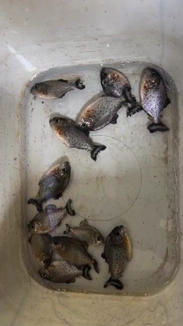 Cá Piranha bụng đỏ 7-9cm. Mua bán Thú cưng khác tại Quận Gò Vấp Tp Hồ Chí Minh được đăng bởi Diễn Viên Xiếc Trọng Nghĩa hình 1