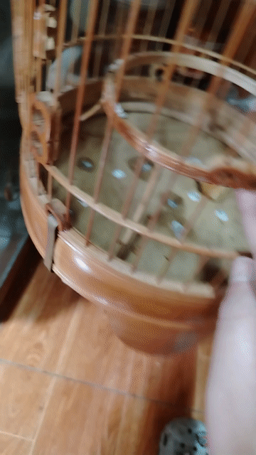 Chim vành khuyên non và lồng đầy đủ phụ kiện . Mua bán Chim tại Quận Ba Đình Hà Nội được đăng bởi Nguyễn Quang Trung hình 1