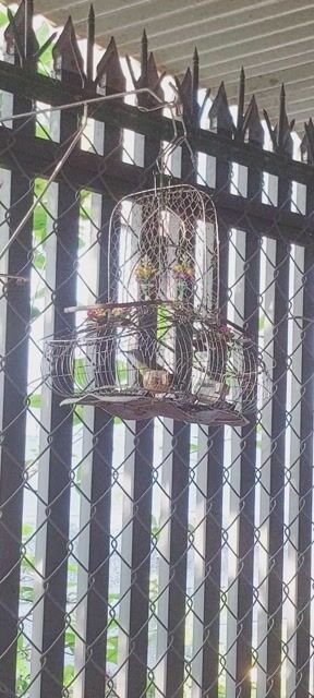 Hút mật 5 màu Trống Chuyền bán hay đổi cu gáy. Mua bán Chim tại Huyện Vĩnh Cửu Đồng Nai được đăng bởi Tấn Khang hình 1