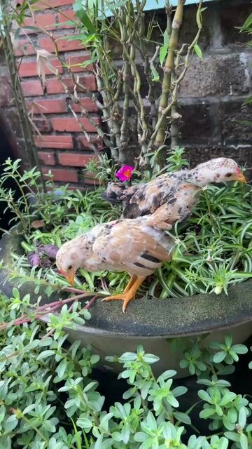 Gà tre Bắc Cộc mini nuôi cảnh. Mua bán Gà tại Thị xã Bến Cát Bình Dương được đăng bởi Gà Tre Cảnh  hình 1