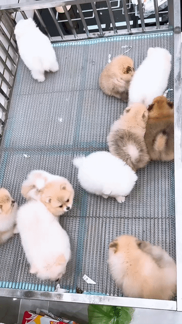 pom thái mini chuẩn lùn mặt gấu. Mua bán Chó tại Quận Bình Tân Tp Hồ Chí Minh được đăng bởi huỳnh thật  hình 1