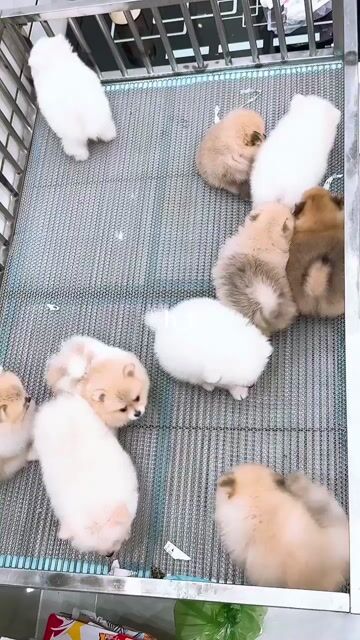 pom thái mini chuẩn lùn mặt gấu. Mua bán Chó tại Quận Bình Tân Tp Hồ Chí Minh được đăng bởi huỳnh thật  hình 1