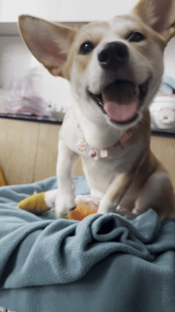 Chó Cỏ lai Corgi Cái Nâu Trắng 8 tháng tuổi, đã ti. Mua bán Chó tại Quận Gò Vấp Tp Hồ Chí Minh được đăng bởi Dâu hình 1