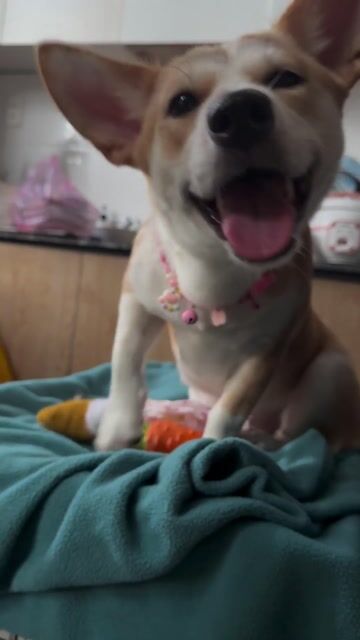Chó Cỏ lai Corgi Cái Nâu Trắng 8 tháng tuổi, đã ti. Mua bán Chó tại Quận Gò Vấp Tp Hồ Chí Minh được đăng bởi Dâu hình 1