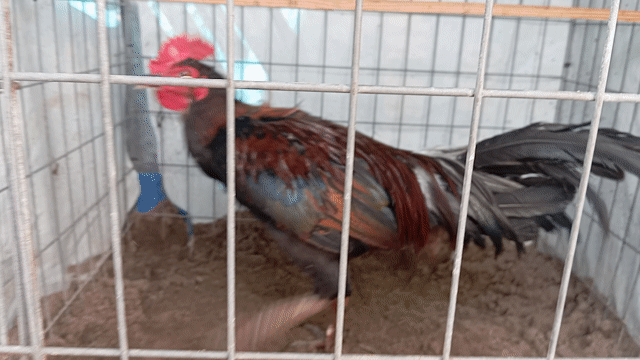 pêru thái cán độc lạ bình dương 4th5 . Mua bán Gà tại Quận 8 Tp Hồ Chí Minh được đăng bởi phương  cán đẹp hình 1