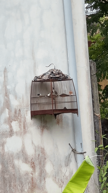 Chim chào mào. Mua bán Chim tại Thị xã Hương Trà Thừa Thiên Huế được đăng bởi Khanh Han hình 1