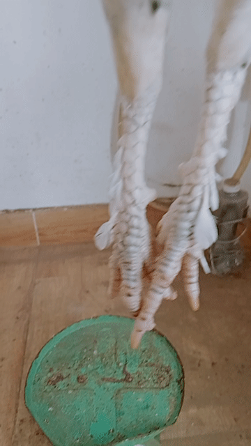 Gà Bướm i Trắng 1.3kg. Mua bán Gà tại Quận Bình Tân Tp Hồ Chí Minh được đăng bởi Thịnh  hình 1