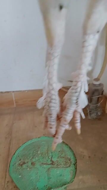 Gà Bướm i Trắng 1.3kg. Mua bán Gà tại Quận Bình Tân Tp Hồ Chí Minh được đăng bởi Thịnh  hình 1