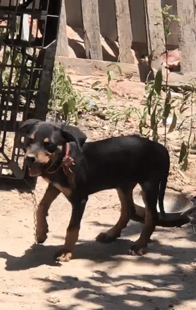 Chó Rottweiler Đen vàng. Mua bán Chó tại Huyện Trảng Bom Đồng Nai được đăng bởi Chính hình 1