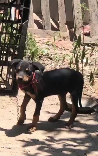 Chó Rottweiler Đen vàng. Mua bán Chó tại Huyện Trảng Bom Đồng Nai được đăng bởi Chính hình 1