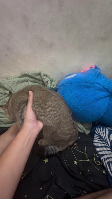 Mèo Black Golden 4 tháng tuổi. Mua bán Mèo tại Quận 7 Tp Hồ Chí Minh được đăng bởi Nam Lê hình 1