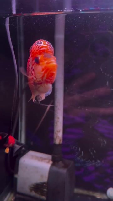 Cá cảnh La hán GB Đỏ. Mua bán Thú cưng khác tại Quận Tân Phú Tp Hồ Chí Minh được đăng bởi Xuân Ấn hình 1