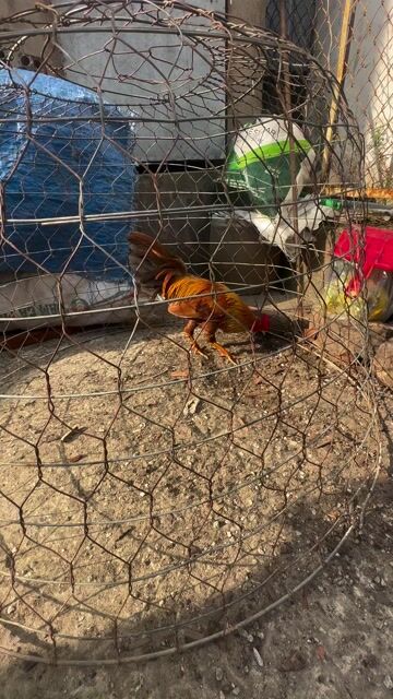 Gà chọi 1.3kg Đực. Mua bán Gà tại Thị xã Tân Uyên Bình Dương được đăng bởi NV Hiếu hình 1