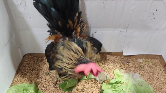 GÀ SERAMA TRỐNG ĐIỀU XÁM. Mua bán Gà tại Quận 8 Tp Hồ Chí Minh được đăng bởi THUẬN PHÁT SERAMA hình 1