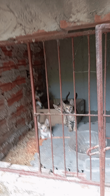 Mèo Mướp, tam thể đực, cái con. Mua bán Mèo tại Quận Nam Từ Liêm Hà Nội được đăng bởi Hangbds Nhapho hình 1