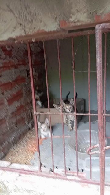 Mèo Mướp, tam thể đực, cái con. Mua bán Mèo tại Quận Nam Từ Liêm Hà Nội được đăng bởi Hangbds Nhapho hình 1