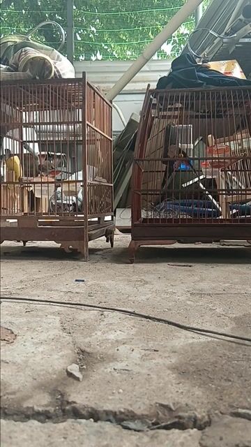 Chào mào bẩy đấu. Mua bán Chim tại Quận Tân Bình Tp Hồ Chí Minh được đăng bởi Chim cảnh hình 1