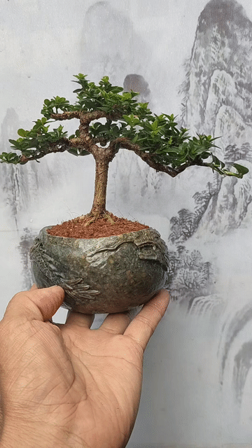 Sam hương Mini chậu Đá cuội Rồng. Mua bán Cây cảnh, đồ trang trí tại Thị xã Tân Uyên Bình Dương được đăng bởi bonsai mini hình 1