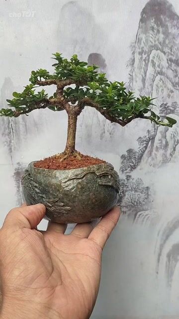 Sam hương Mini chậu Đá cuội Rồng. Mua bán Cây cảnh, đồ trang trí tại Thị xã Tân Uyên Bình Dương được đăng bởi bonsai mini hình 1