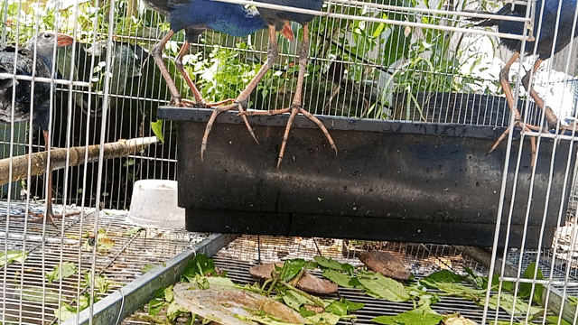 Chim Trích cồ trưởng thành trống mái 1 triệu 1 cặp. Mua bán Chim tại Huyện Bình Chánh Tp Hồ Chí Minh được đăng bởi Nguyễn duy bình hình 1