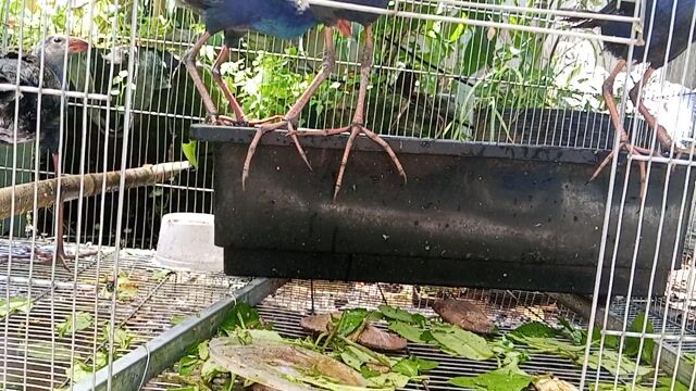 Chim Trích cồ trưởng thành trống mái 1 triệu 1 cặp. Mua bán Chim tại Huyện Bình Chánh Tp Hồ Chí Minh được đăng bởi Nguyễn duy bình hình 1