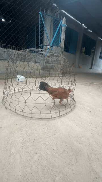 Gà mái tre. Mua bán Gà tại Huyện Củ Chi Tp Hồ Chí Minh được đăng bởi Trí hình 1