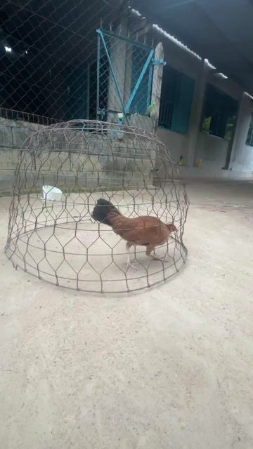 Gà mái tre. Mua bán Gà tại Huyện Củ Chi Tp Hồ Chí Minh được đăng bởi Trí hình 1