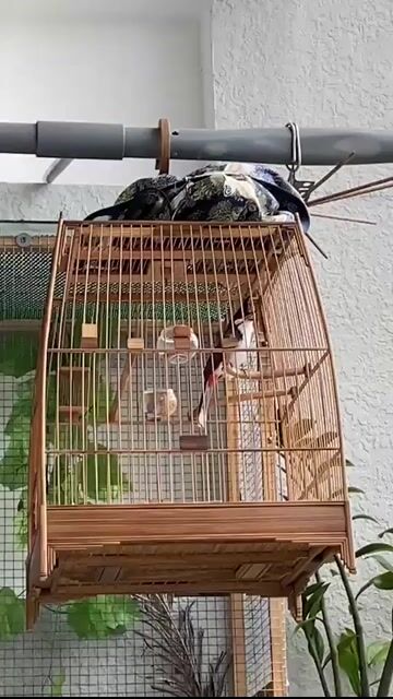 Chim chào mào 3 mùa Quảng Ngãi. Mua bán Chim tại Quận Tân Phú Tp Hồ Chí Minh được đăng bởi Pháp Anh hình 1