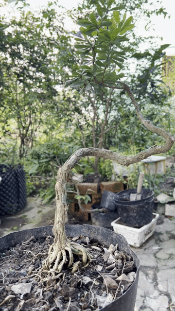 Cây cảnh Linh sam Tím Bonsai. Mua bán Cây cảnh, đồ trang trí tại Quận Cái Răng Cần Thơ được đăng bởi Cây Cảnh Giá Rẻ hình 1