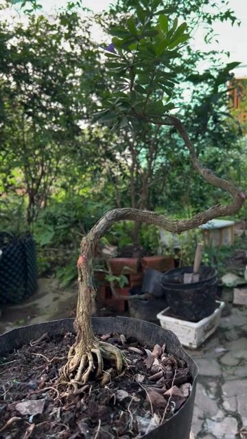 Cây cảnh Linh sam Tím Bonsai. Mua bán Cây cảnh, đồ trang trí tại Quận Cái Răng Cần Thơ được đăng bởi Cây Cảnh Giá Rẻ hình 1