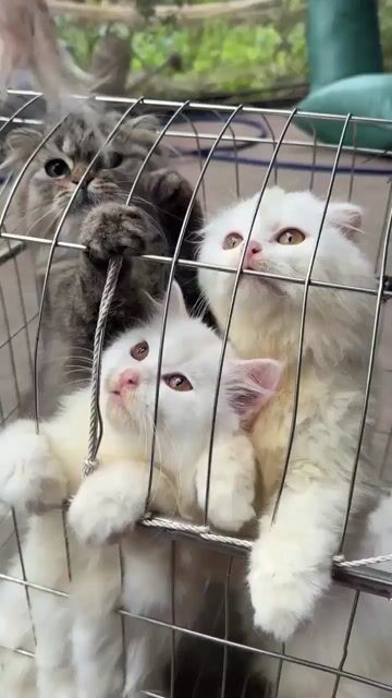 mèo anh lông dài tai cụp ald. Mua bán Mèo tại Quận Hoàng Mai Hà Nội được đăng bởi ben hình 1