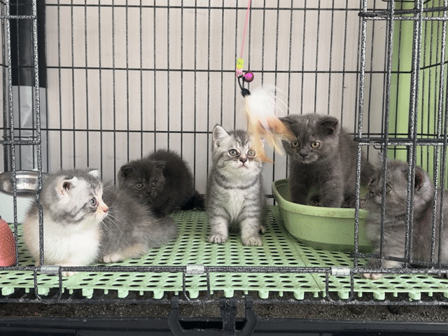 Mèo cảnh nhiều màu cả hai. Mua bán Mèo tại Thành phố Thủ Đức Tp Hồ Chí Minh được đăng bởi Viet Meow 233a Dương Đình Hội Q9 hình 1