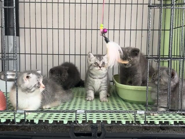 Mèo cảnh nhiều màu cả hai. Mua bán Mèo tại Thành phố Thủ Đức Tp Hồ Chí Minh được đăng bởi Viet Meow 233a Dương Đình Hội Q9 hình 1