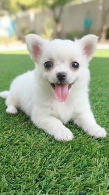 Chihuahua lông dài siêu mini đầu táo tai gấu. Mua bán Chó tại Quận 12 Tp Hồ Chí Minh được đăng bởi Thi Thi hình 1