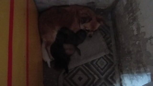 Phốc sóc lai nhật lông dài nhìu màu. Mua bán Chó tại Quận Ninh Kiều Cần Thơ được đăng bởi Duyên anh hình 1