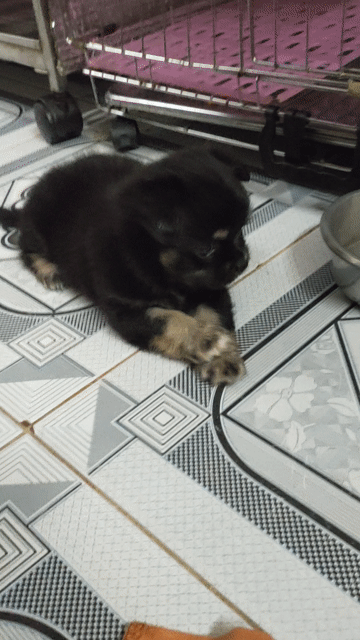 Chó Chihuahua Đực Dài Đen Vàng. Mua bán Chó tại Quận Bình Thạnh Tp Hồ Chí Minh được đăng bởi Tấn hình 1