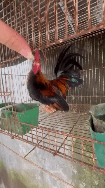 Gà tre Đực. Mua bán Gà tại Quận Bắc Từ Liêm Hà Nội được đăng bởi Lưu anh Nam  hình 1