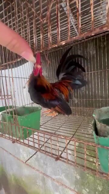 Gà tre Đực. Mua bán Gà tại Quận Bắc Từ Liêm Hà Nội được đăng bởi Lưu anh Nam  hình 1