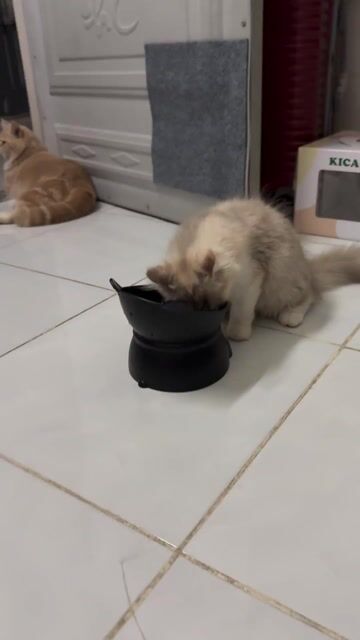 cần gả bé mèo ald. Mua bán Mèo tại Thành phố Thủ Đức Tp Hồ Chí Minh được đăng bởi Miu Miu hình 1