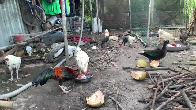 Gà tơ 2.5-2.7 kg Đực. Mua bán Gà tại Huyện Châu Thành Hậu Giang được đăng bởi di duc hình 1