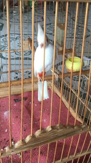 Chim Bạch tinh màu Trắng. Mua bán Chim tại Quận Cẩm Lệ Đà Nẵng được đăng bởi Hung hình 1