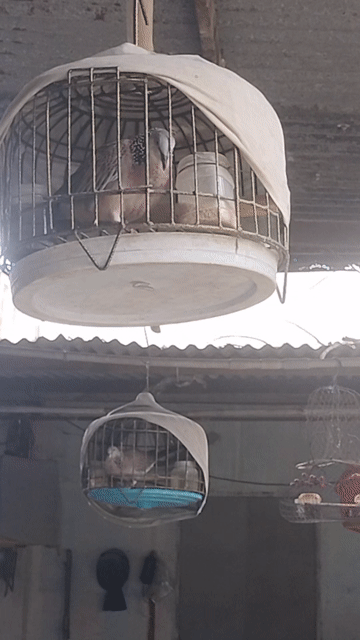Chim malai khách lỡ ae về tập thêm. Mua bán Chim tại Huyện Trảng Bom Đồng Nai được đăng bởi Thơ phạm hình 1