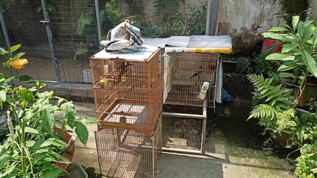 Chim cảnh 4 tháng. Mua bán Chim tại Huyện Mỏ Cày Bắc Bến Tre được đăng bởi Lộc Võ hình 1