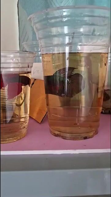 Cá xiêm đá Đực Đỏ, Xanh lá. Mua bán Thú cưng khác tại Huyện Hóc Môn Tp Hồ Chí Minh được đăng bởi A long hình 1