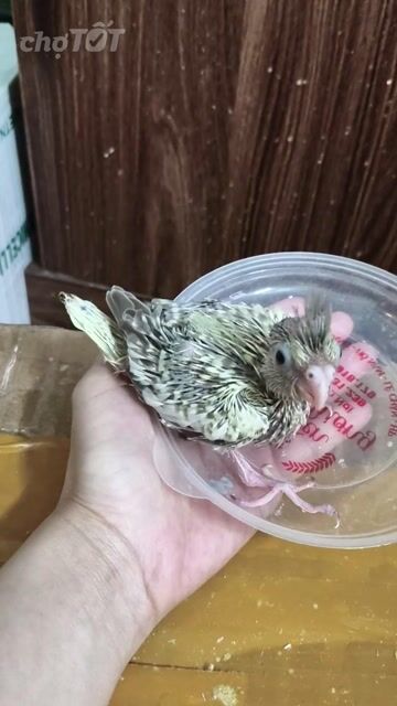 Chim chào mào non Xám trắng khỏe mạnh. Mua bán Chim tại Quận Hai Bà Trưng Hà Nội được đăng bởi Shop chim cảnh hình 1