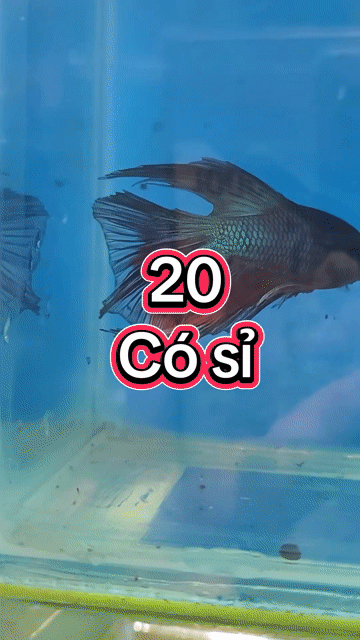 Cá cảnh Halfmoon nhiều màu sắc. Mua bán Thú cưng khác tại Huyện Long Hồ Vĩnh Long được đăng bởi Phạm Thuỳ Giang hình 1