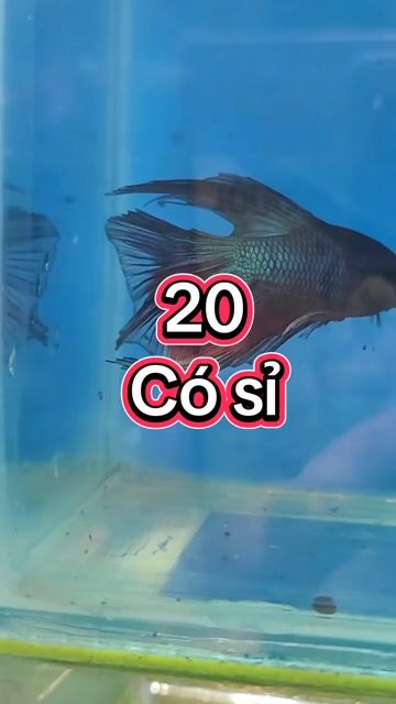 Cá cảnh Halfmoon nhiều màu sắc. Mua bán Thú cưng khác tại Huyện Long Hồ Vĩnh Long được đăng bởi Phạm Thuỳ Giang hình 1